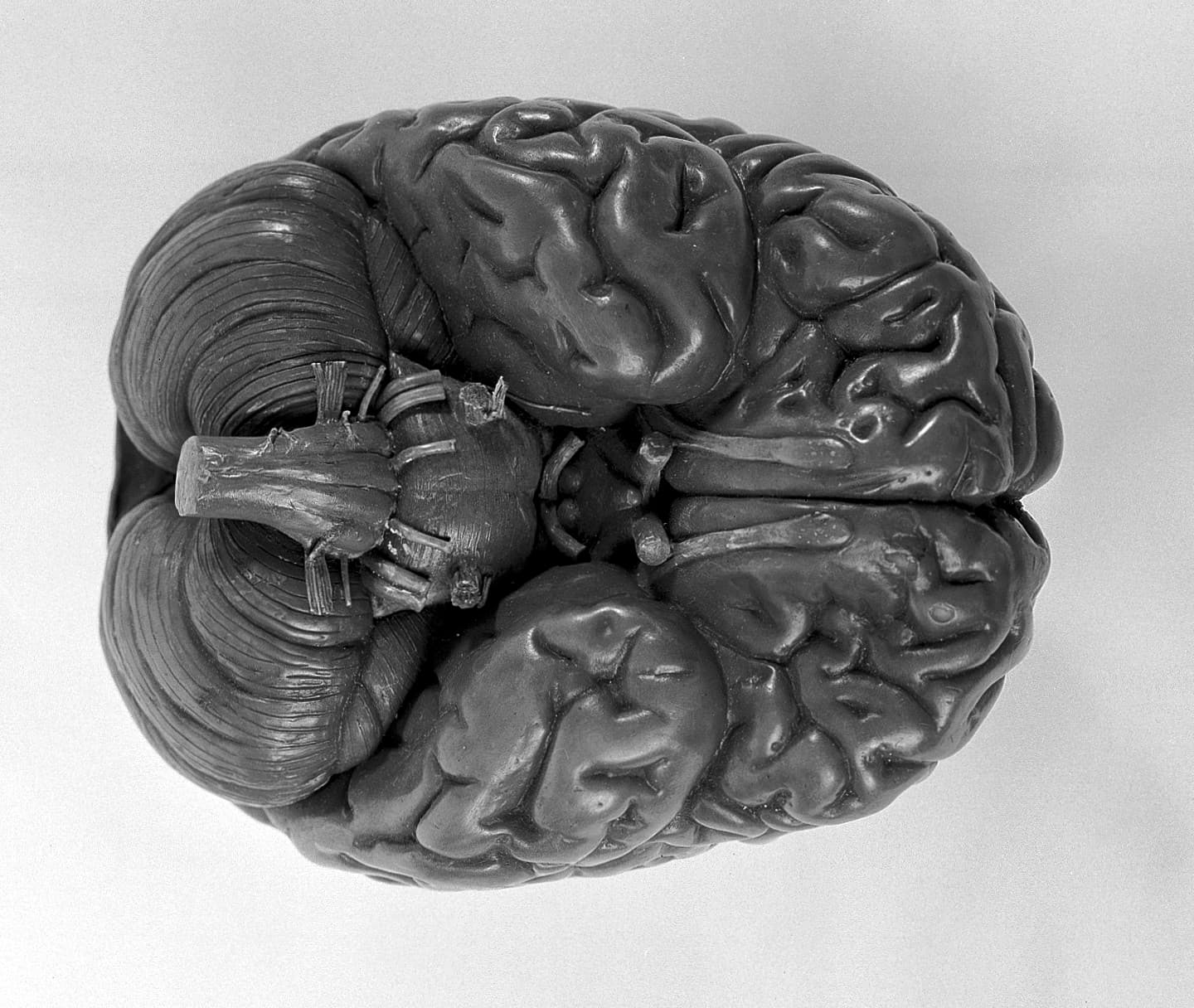 Anatomical model of the human brain showing its folded surface